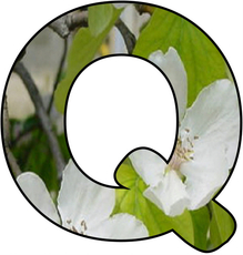 Blumenbuchstabe-Q.jpg